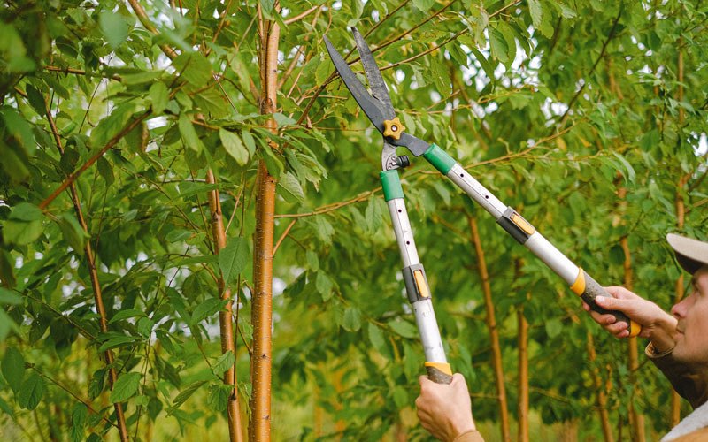 Tree trimming in Bernard, IA