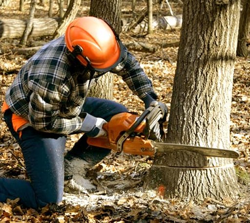 Tree Removal in Bernard, IA